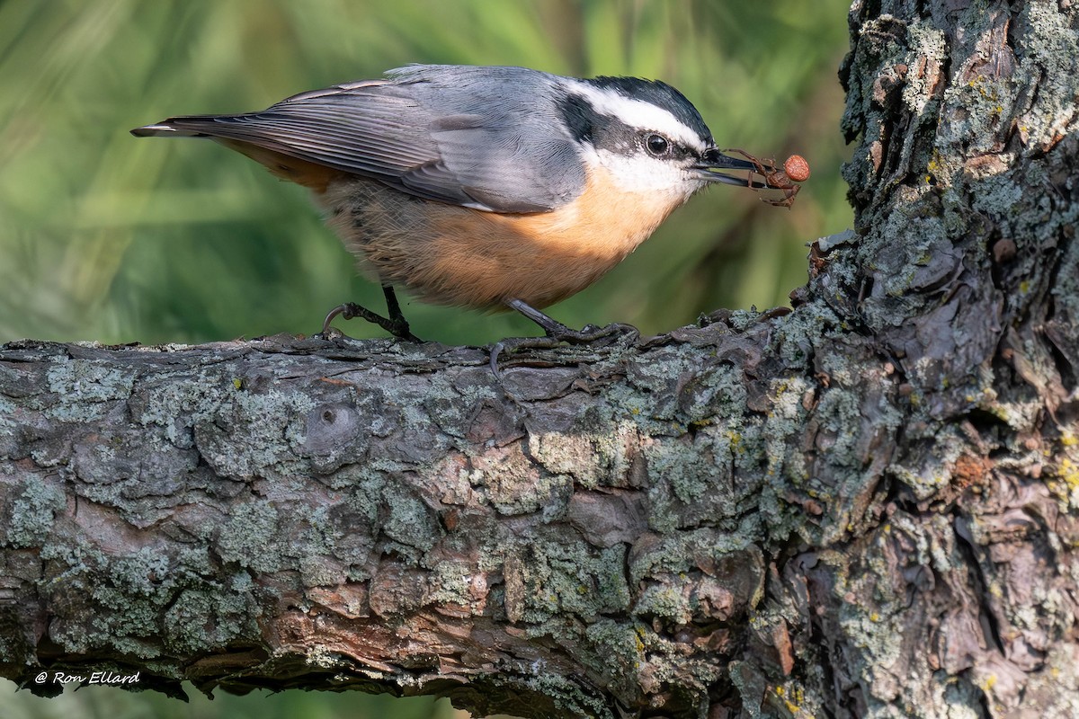 Red-breasted Nuthatch - ML623444484