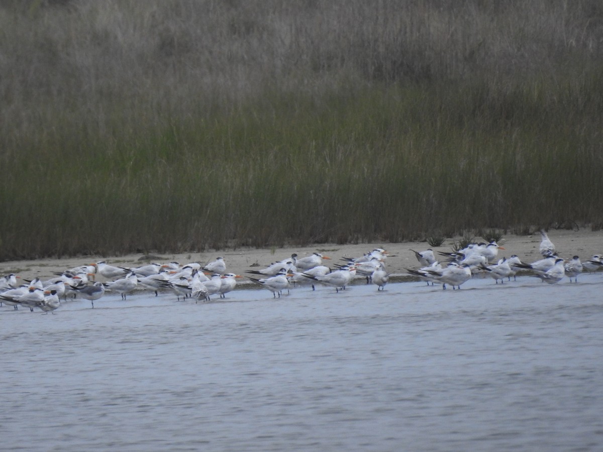 Royal Tern - ML623444489