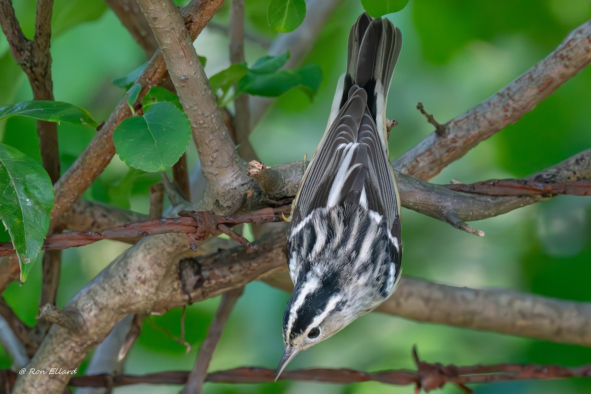 Black-and-white Warbler - ML623444493