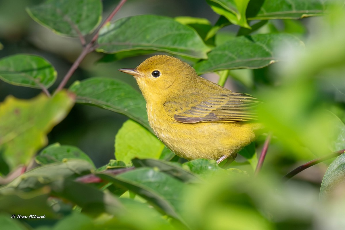 Northern Yellow Warbler - ML623444503