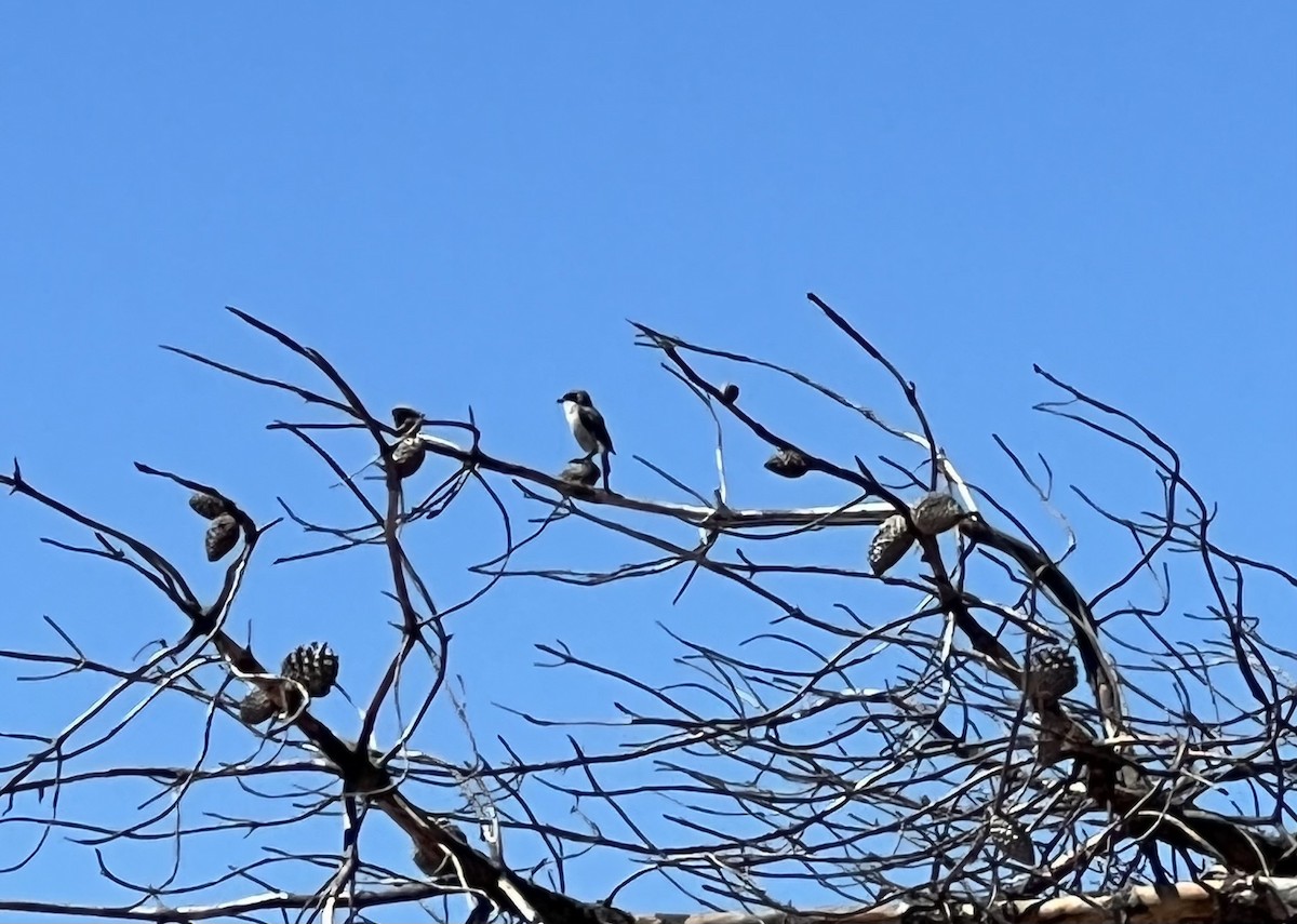 Loggerhead Shrike - ML623444506