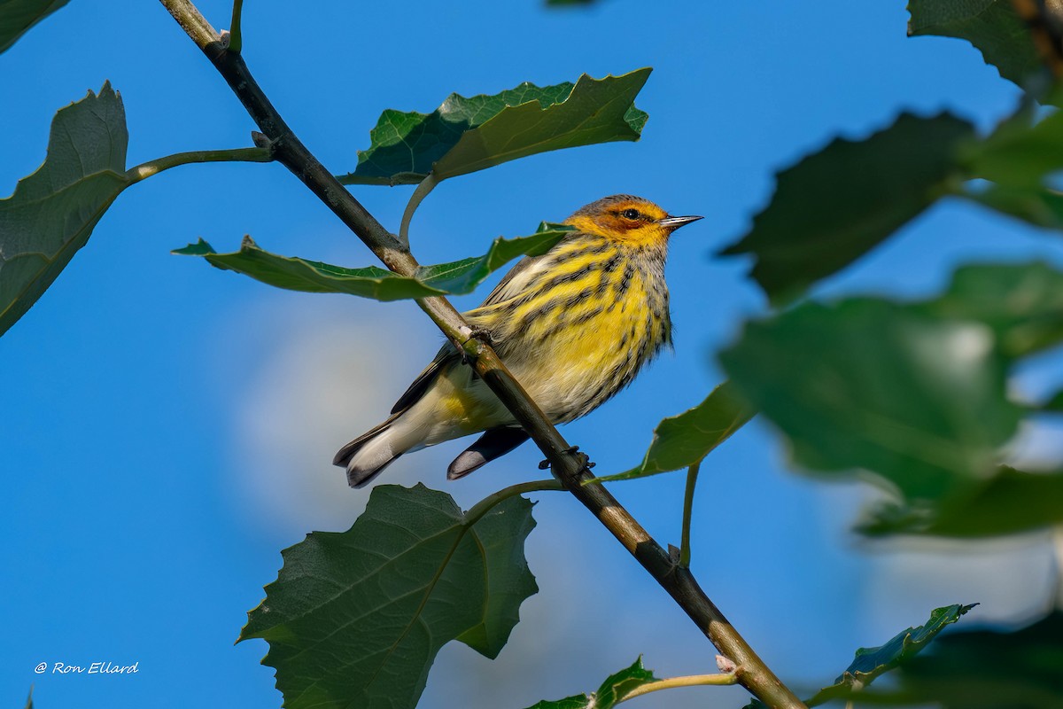 Cape May Warbler - ML623444527
