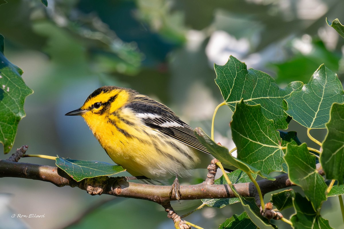Blackburnian Warbler - ML623444538