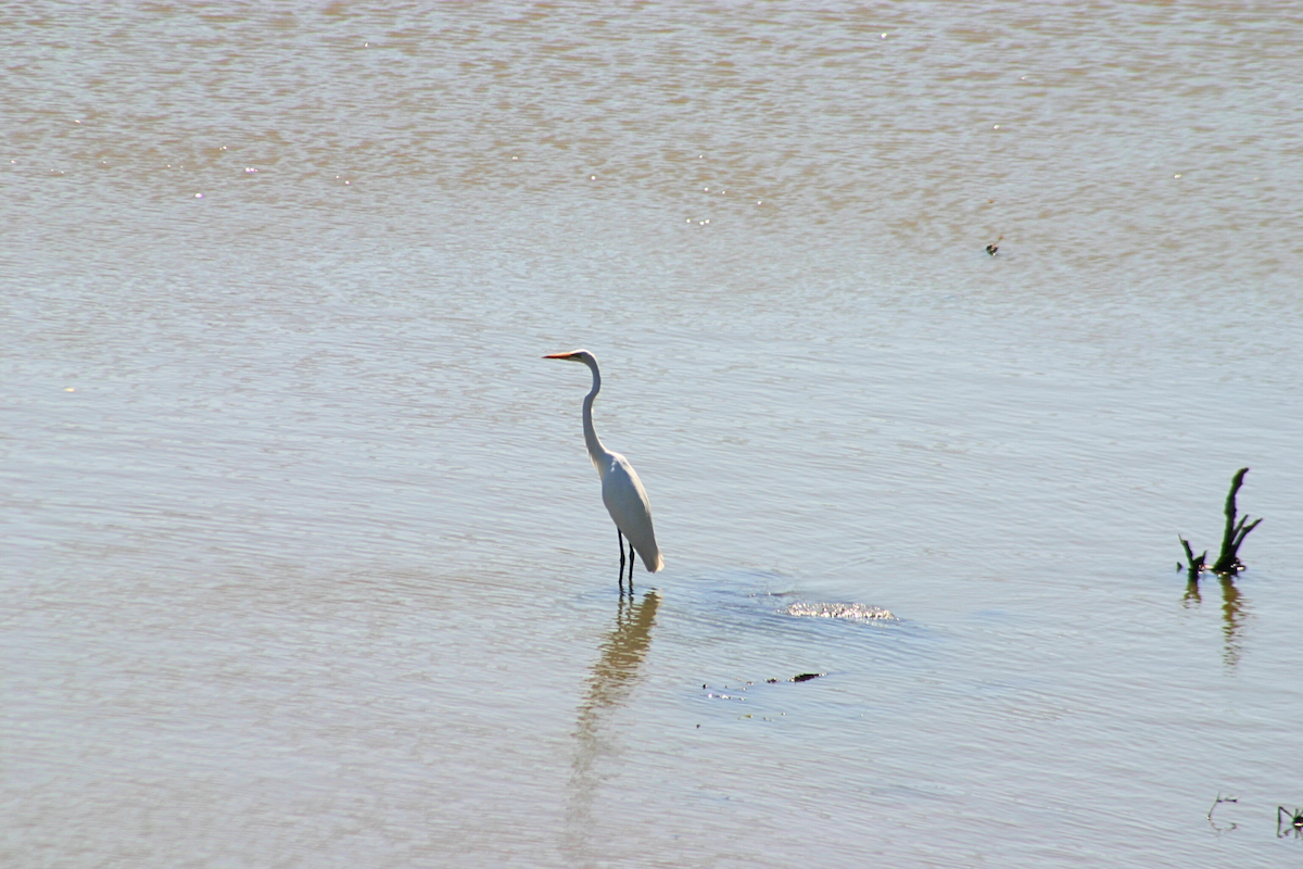 Great Egret - ML623444556