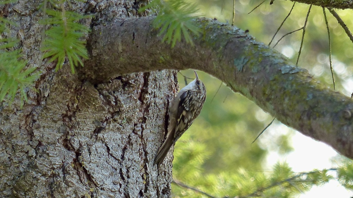 Brown Creeper - ML623444562