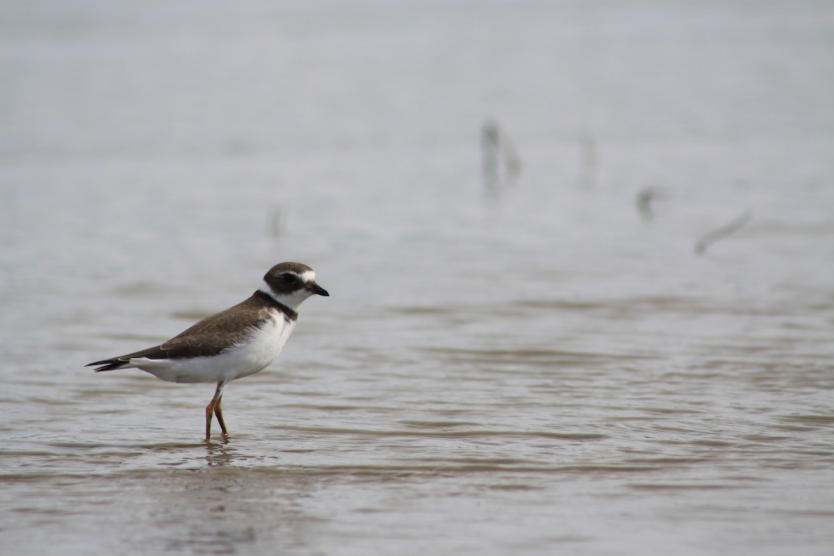 Semipalmated Plover - Mathieu Briand