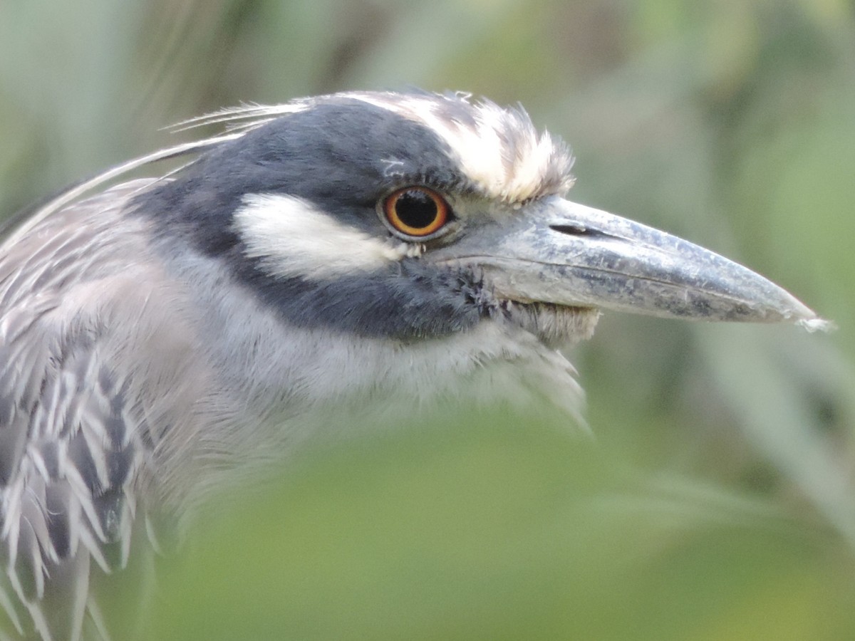 Yellow-crowned Night Heron - ML623444583