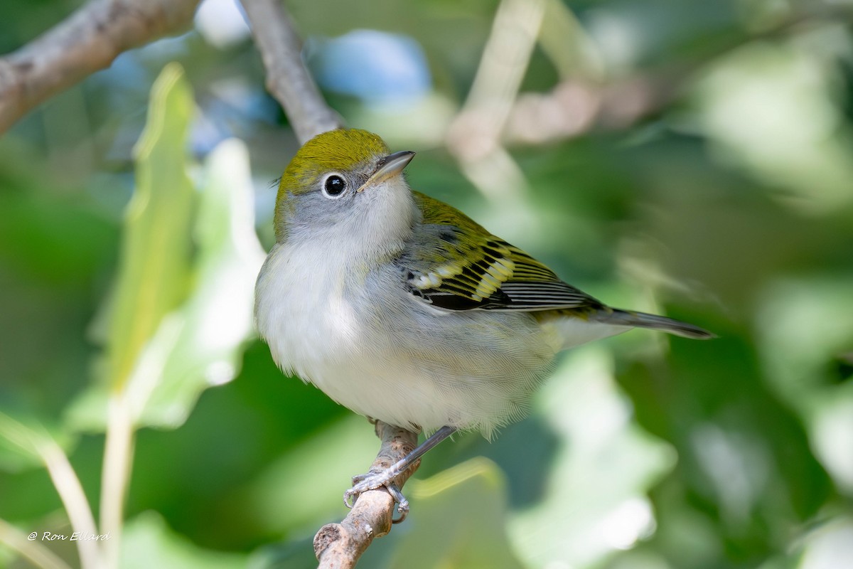 Chestnut-sided Warbler - ML623444588