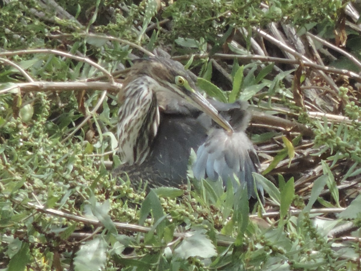 Green Heron - ML623444600