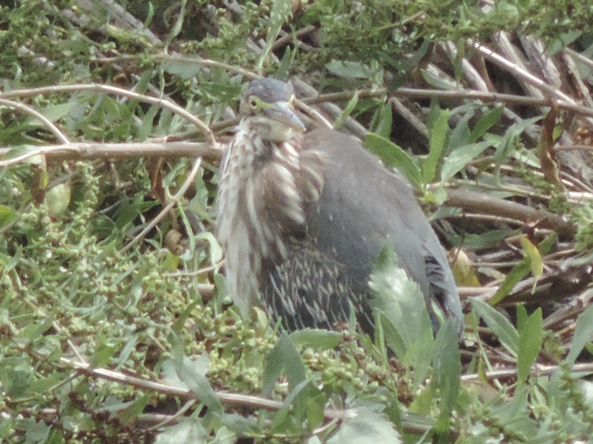 Green Heron - ML623444604