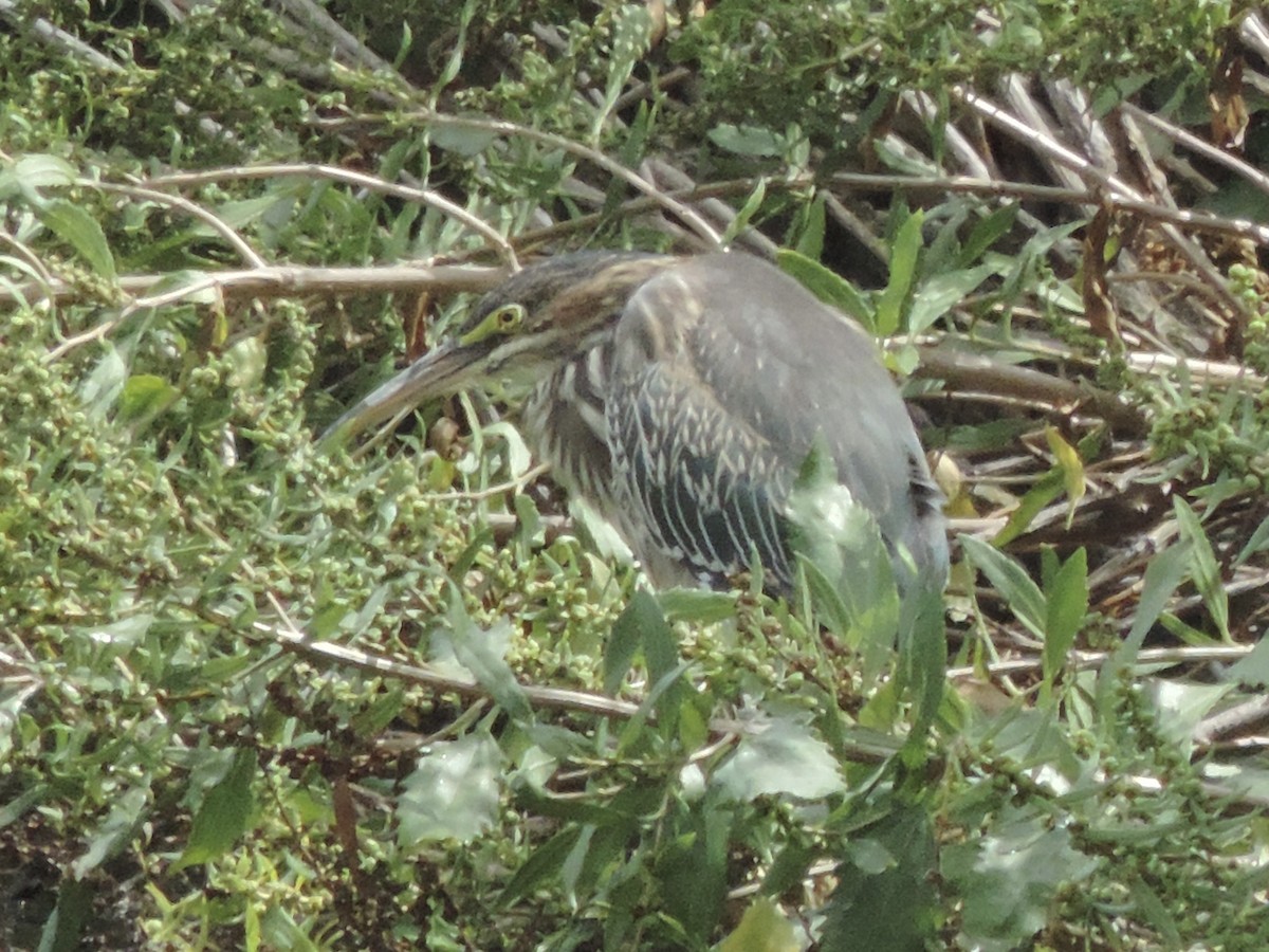 Green Heron - ML623444611