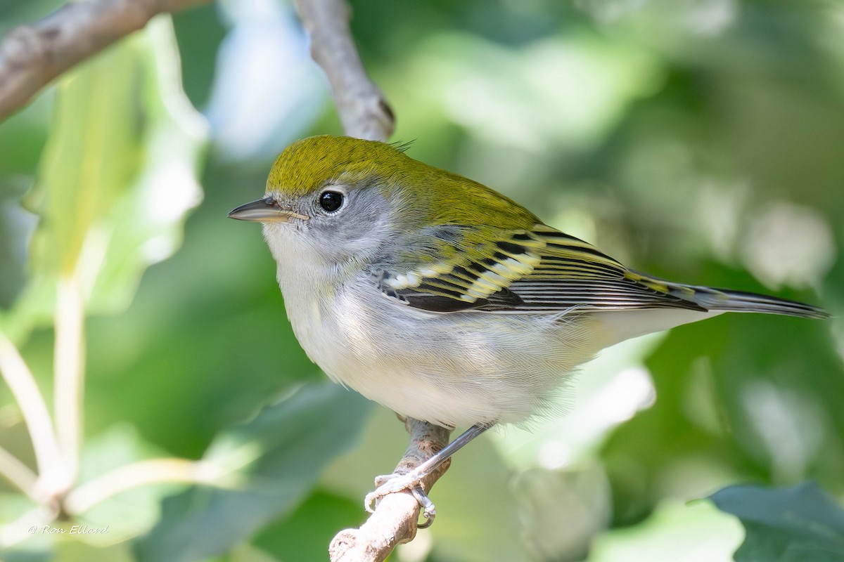 Chestnut-sided Warbler - ML623444619