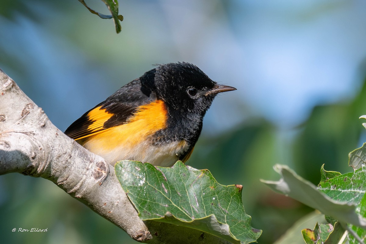 American Redstart - ML623444633