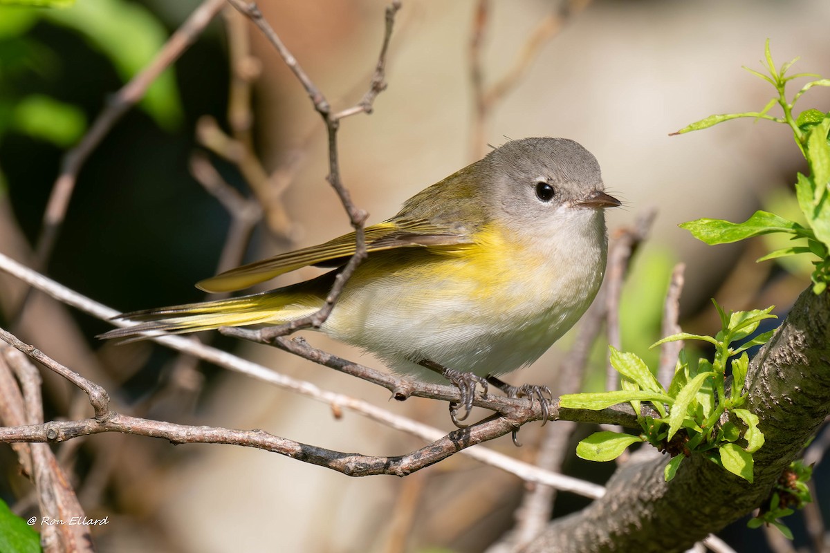 American Redstart - Ronald Ellard