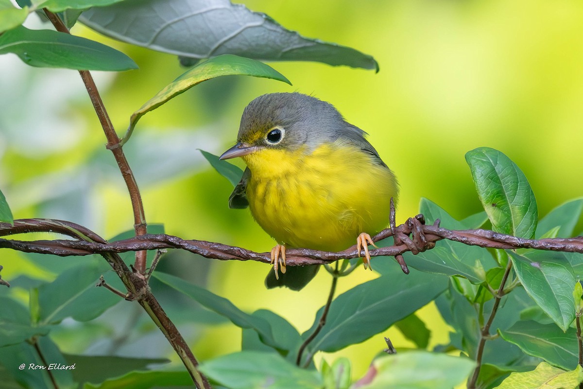 Canada Warbler - ML623444668