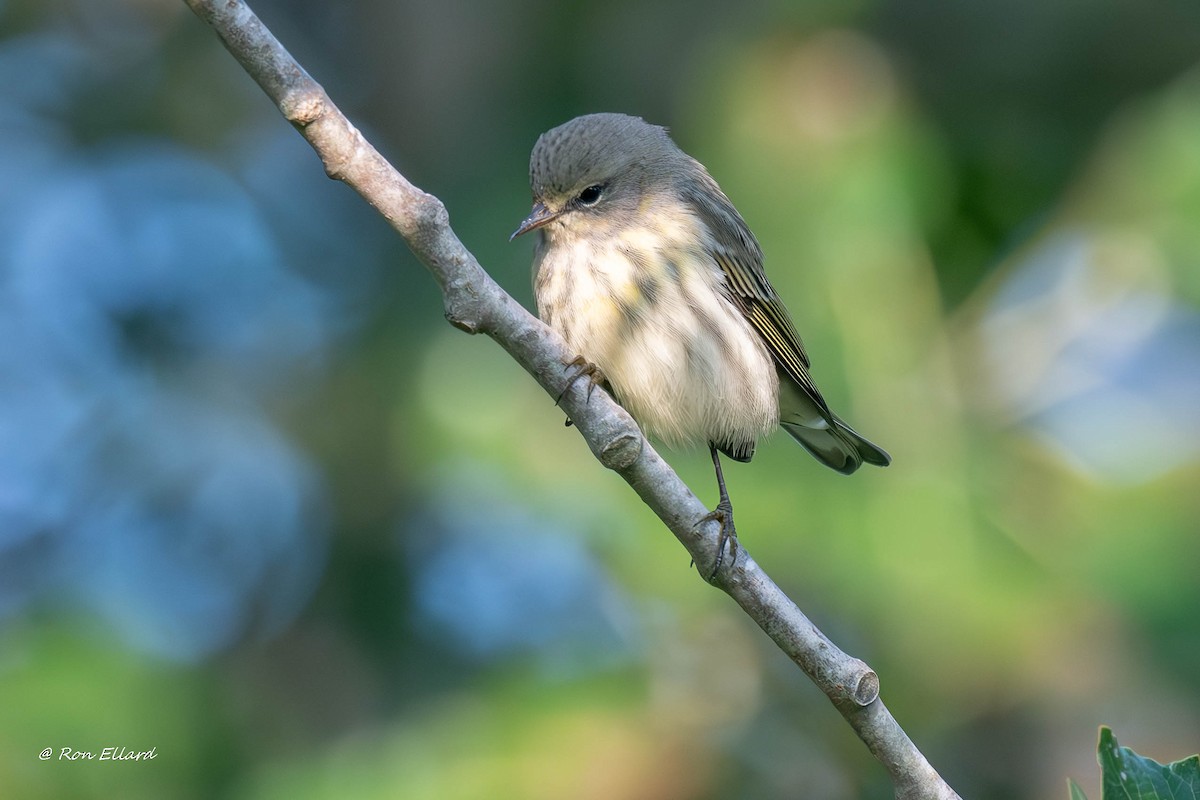 Cape May Warbler - ML623444688