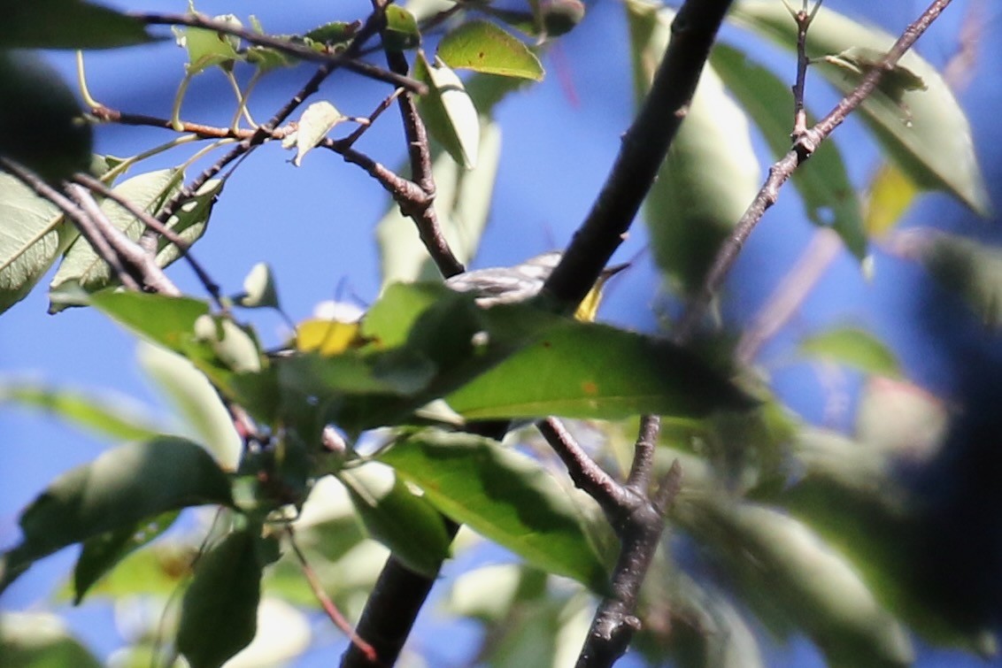 Yellow-throated Warbler - ML623444732