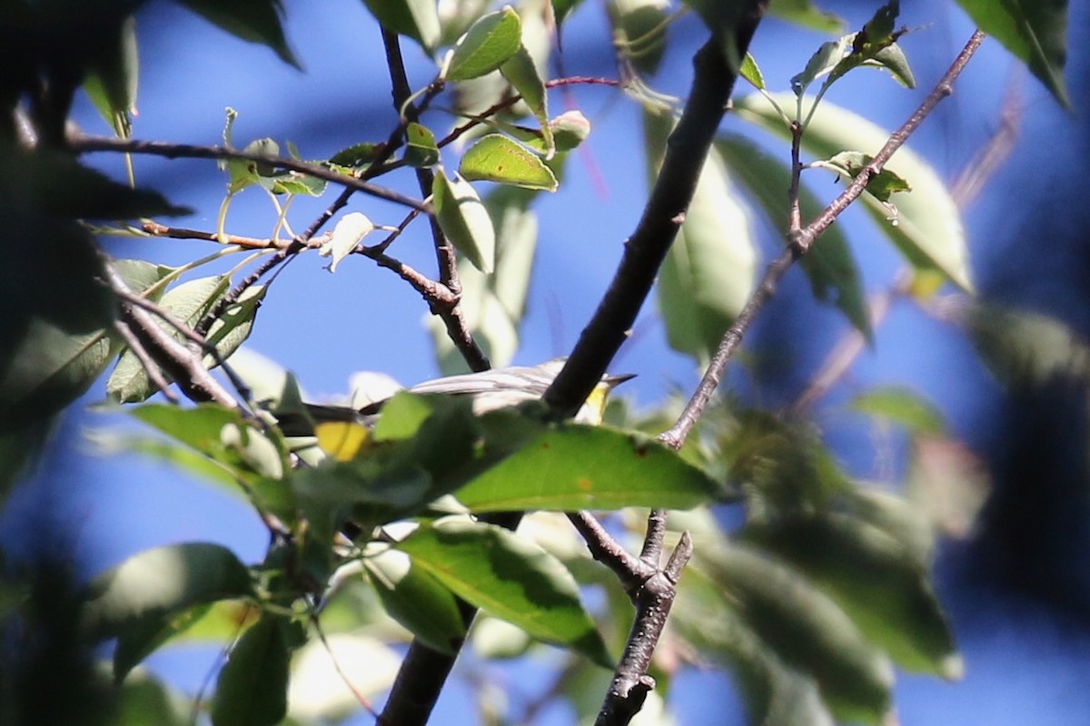 Yellow-throated Warbler - ML623444733