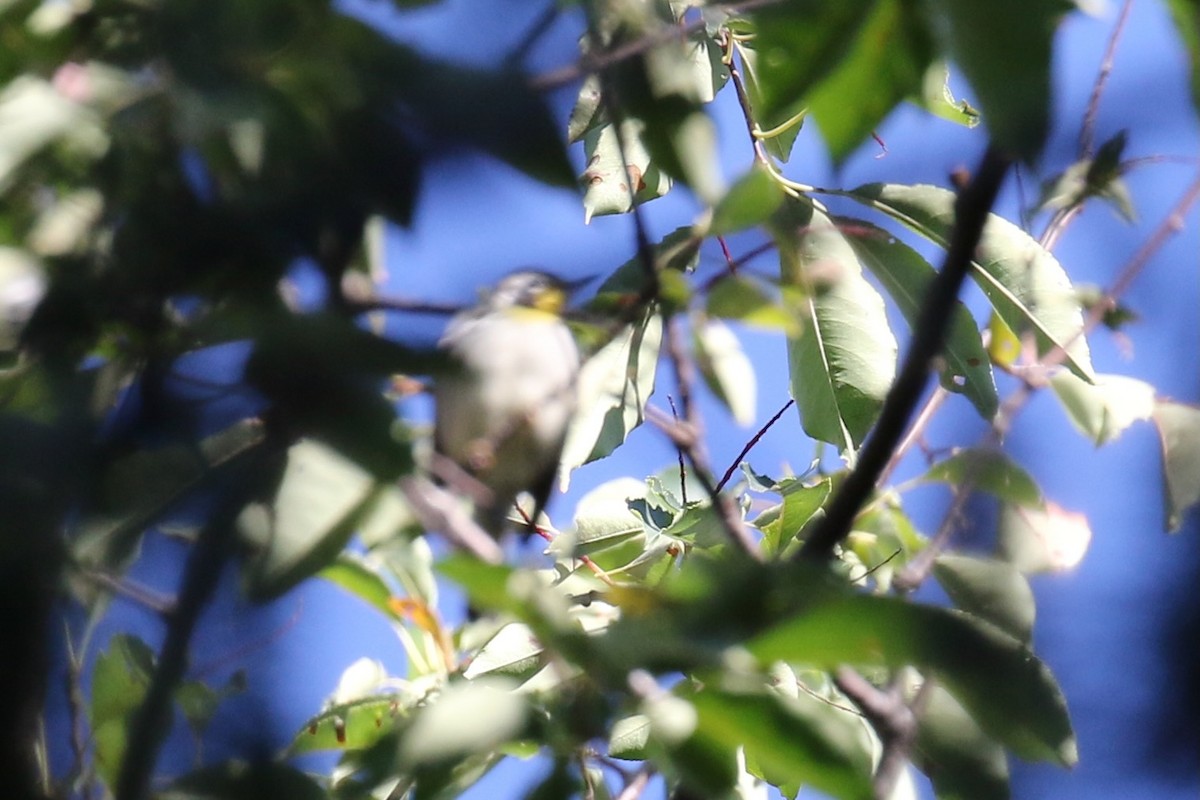 Yellow-throated Warbler - ML623444734