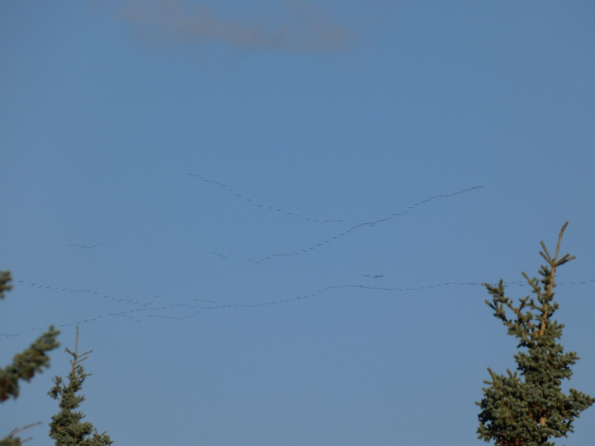 Sandhill Crane - ML623444758