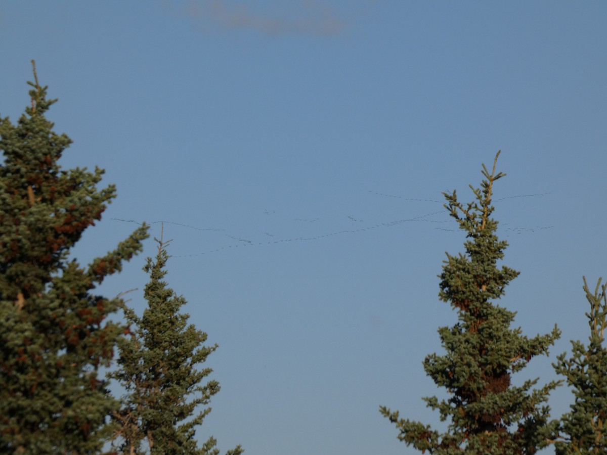 Sandhill Crane - ML623444759