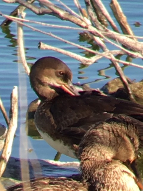 merganser sp. - Derek Lecy