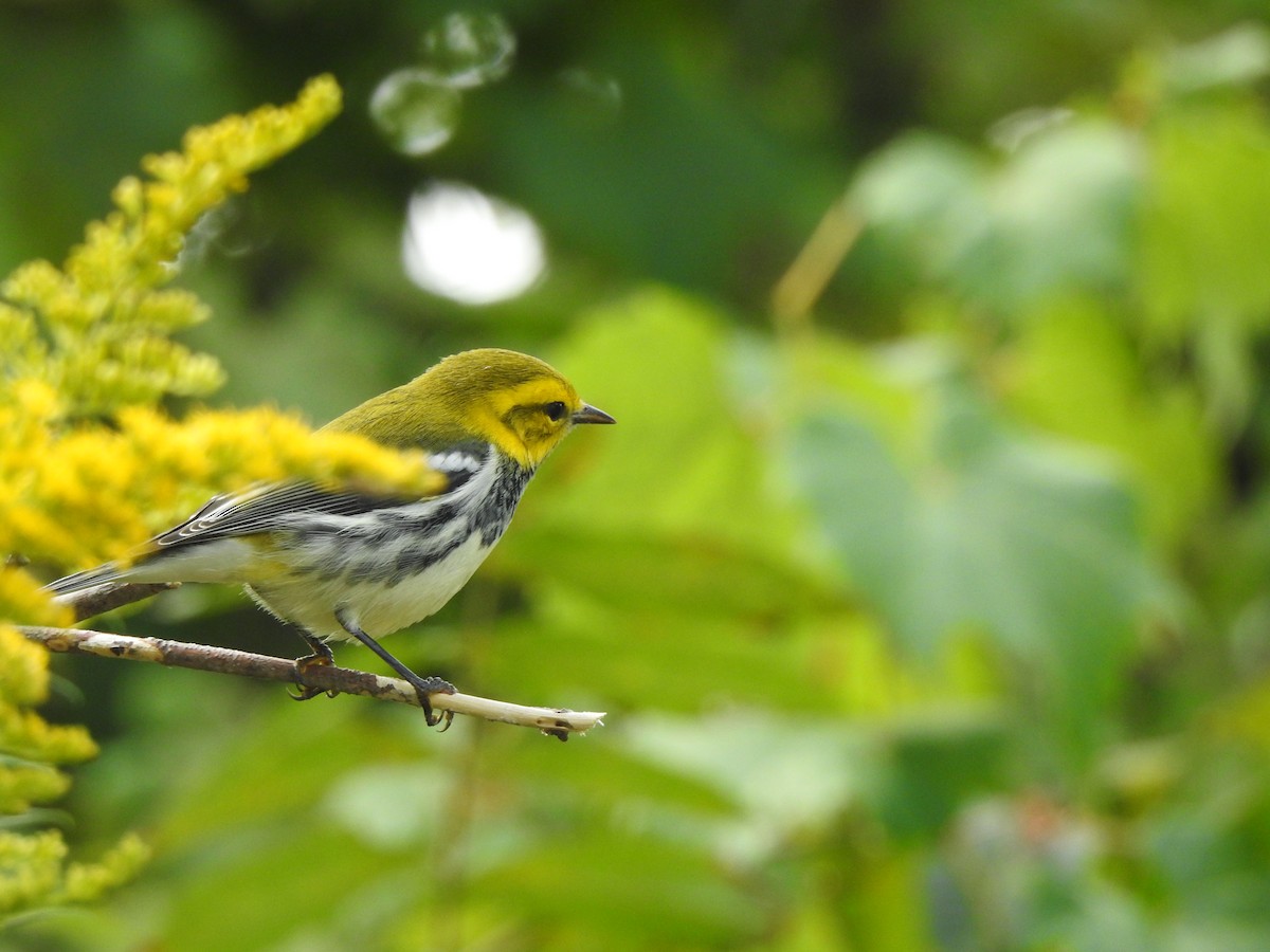 Black-throated Green Warbler - leanne grieves