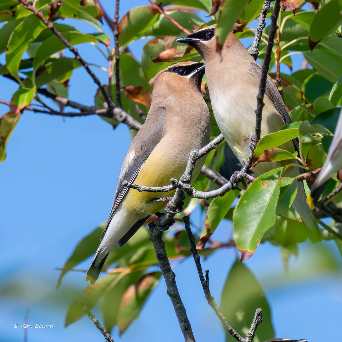 Cedar Waxwing - Ronald Ellard