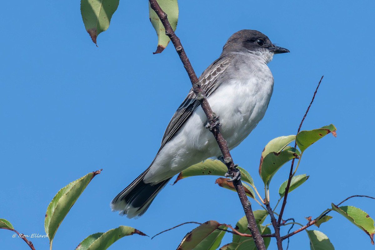 Eastern Kingbird - ML623444834