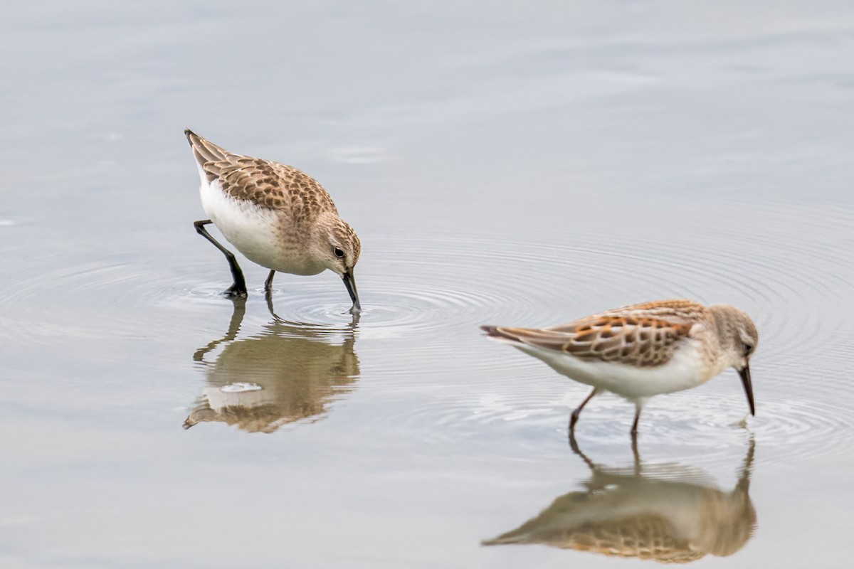 sandsnipe - ML623444838