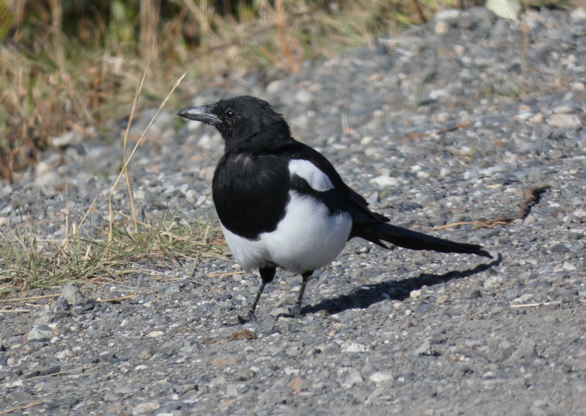 Black-billed Magpie - ML623444850