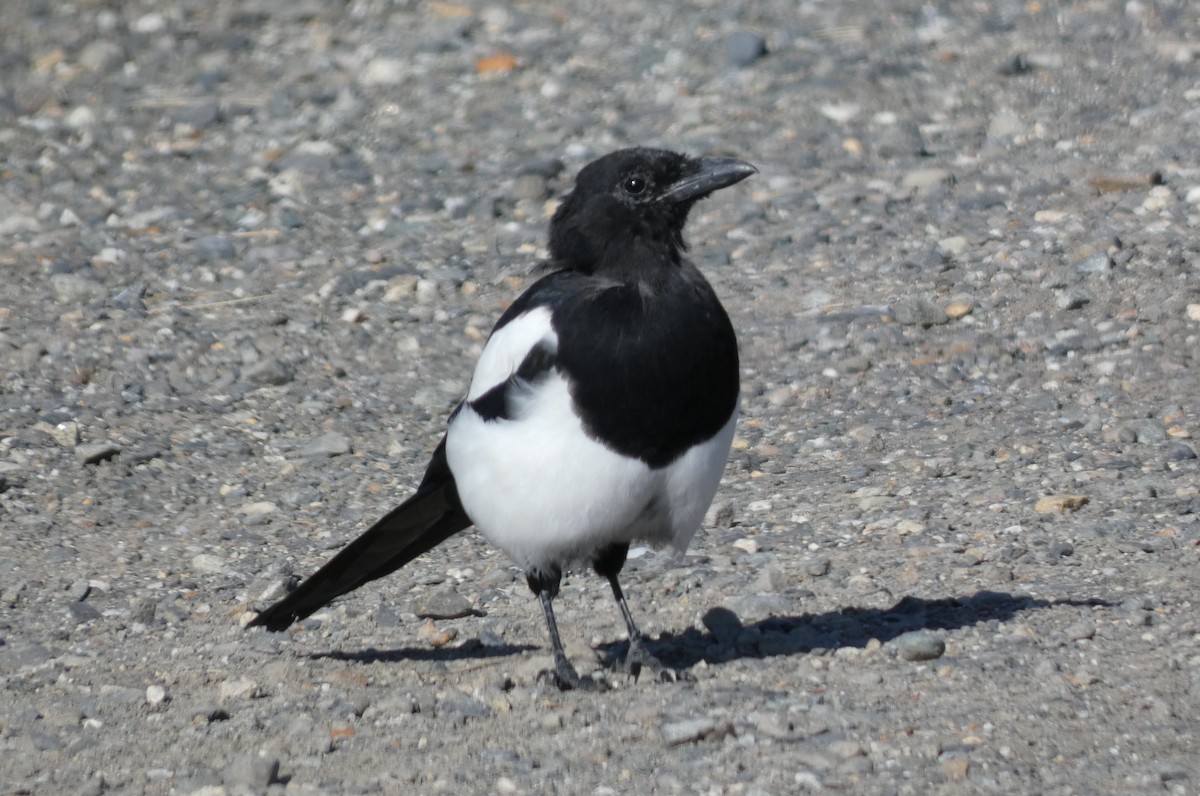 Black-billed Magpie - ML623444851