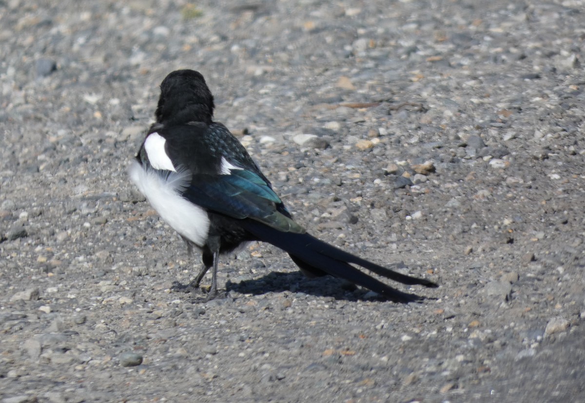 Black-billed Magpie - ML623444852