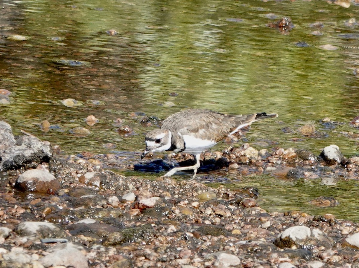 Killdeer - Patricia Cullen