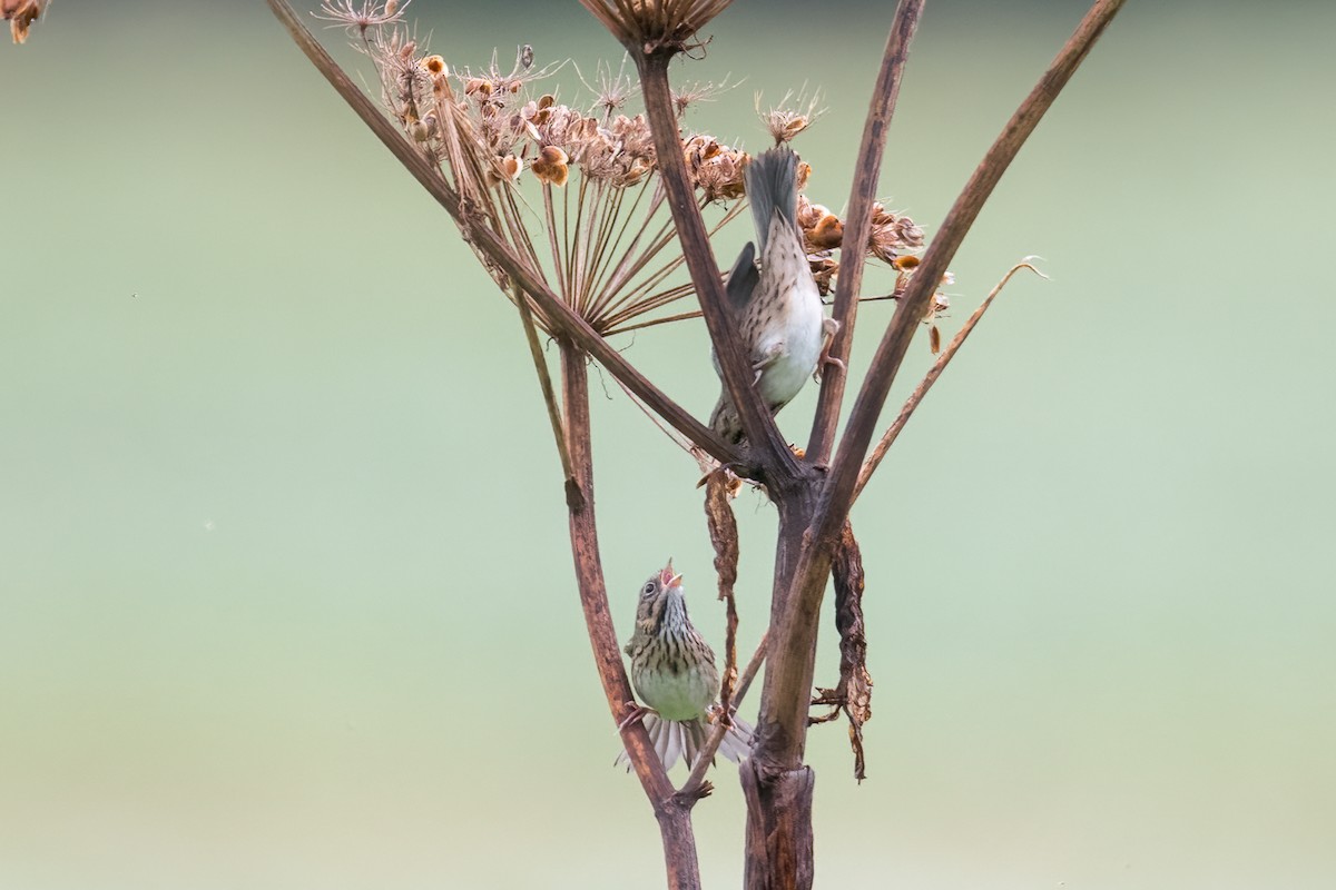 Lincoln's Sparrow - ML623444871