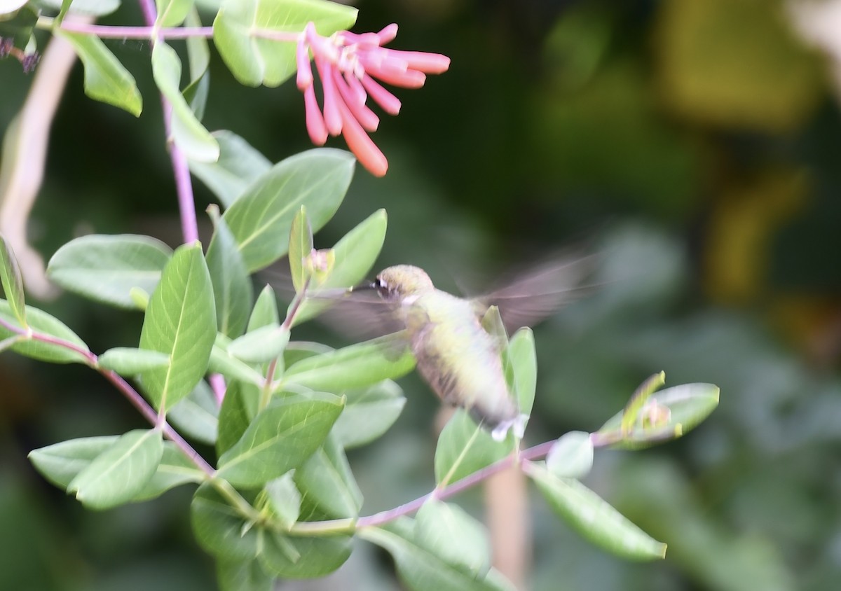 Ruby-throated Hummingbird - ML623444902