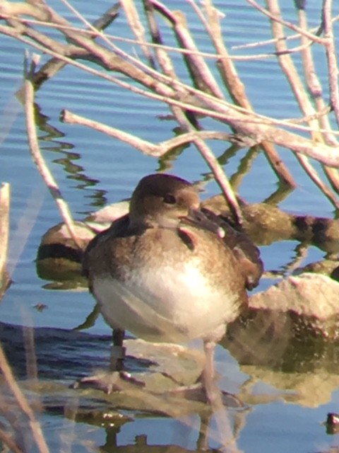 merganser sp. - ML62344491