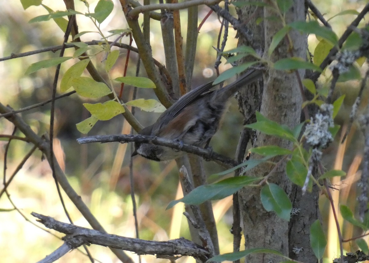 Boreal Chickadee - ML623444920