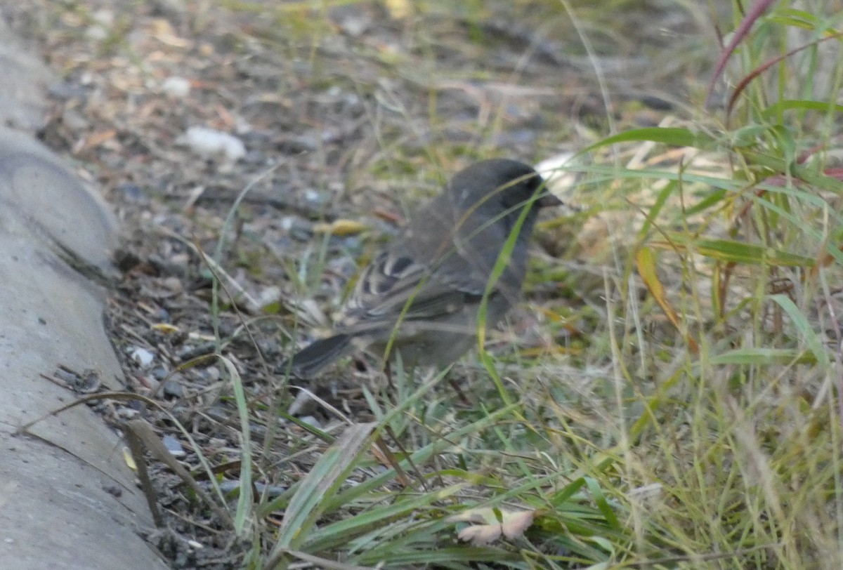 strnadec zimní (ssp. hyemalis/carolinensis) - ML623444921