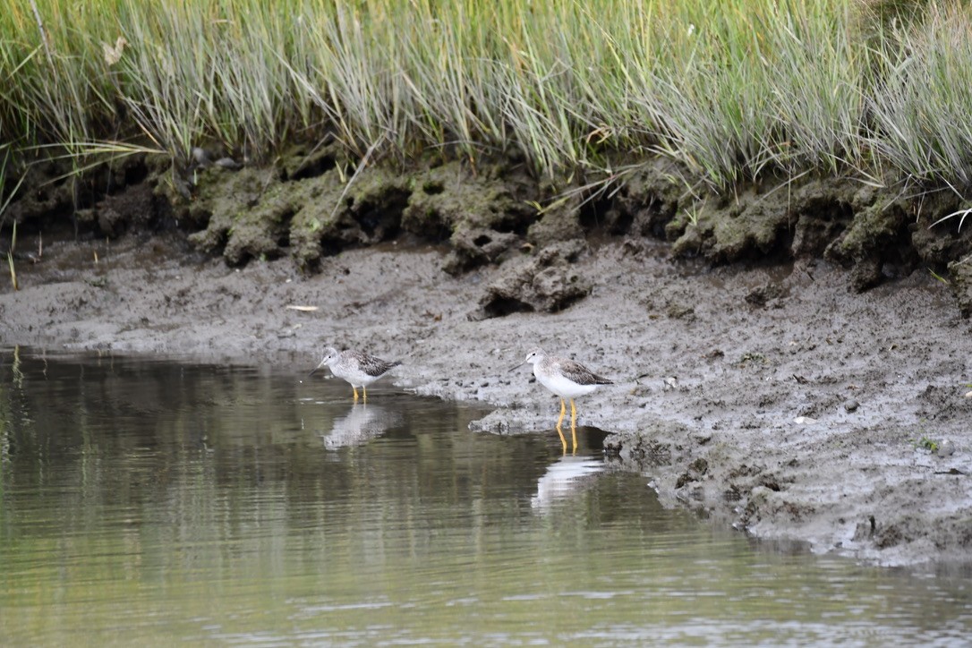 Greater Yellowlegs - ML623444923