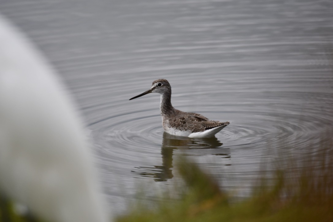 Greater Yellowlegs - ML623444927