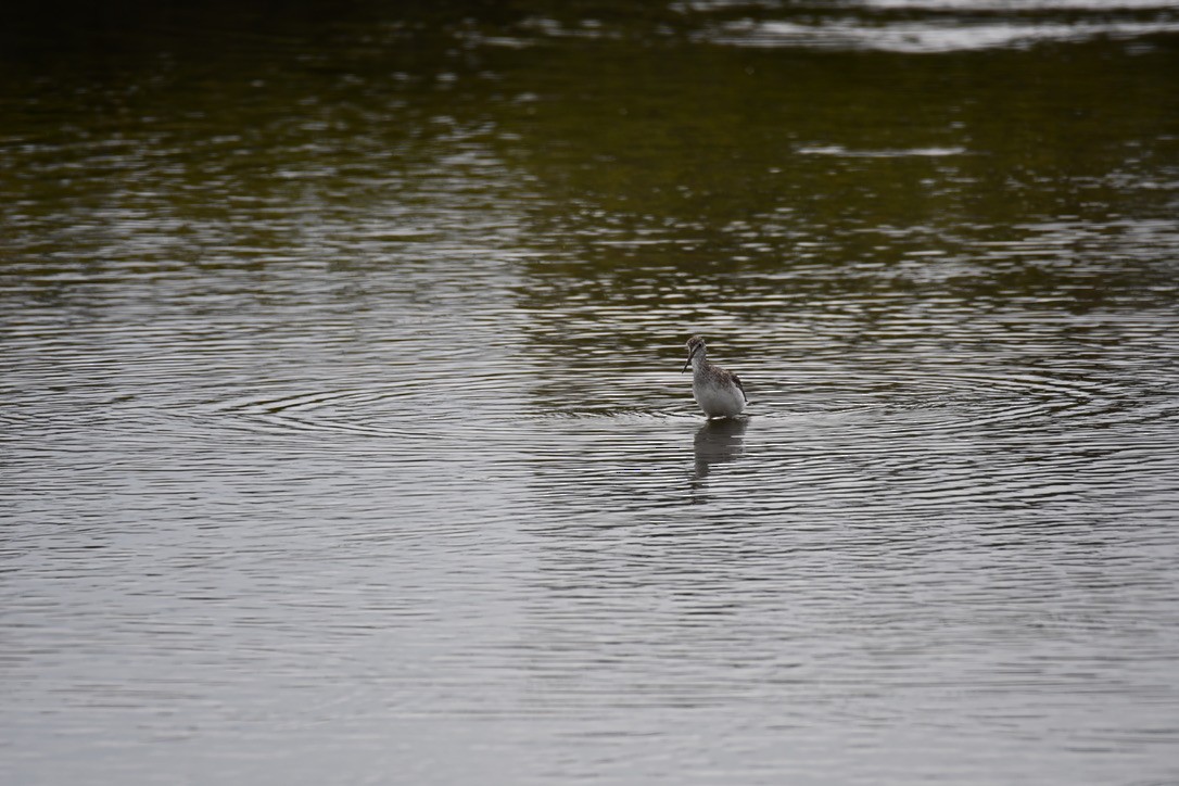 Greater Yellowlegs - ML623444935