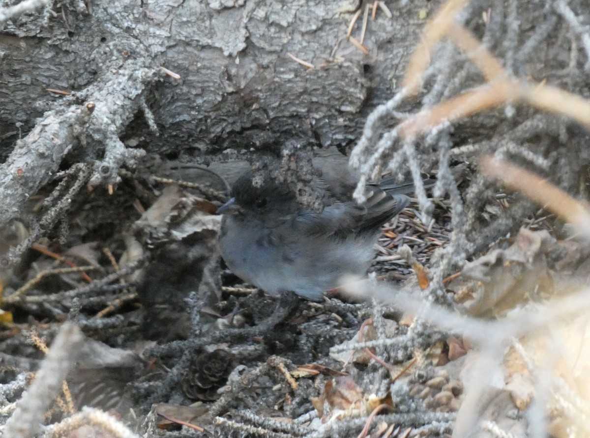 Dark-eyed Junco (Slate-colored) - ML623445000