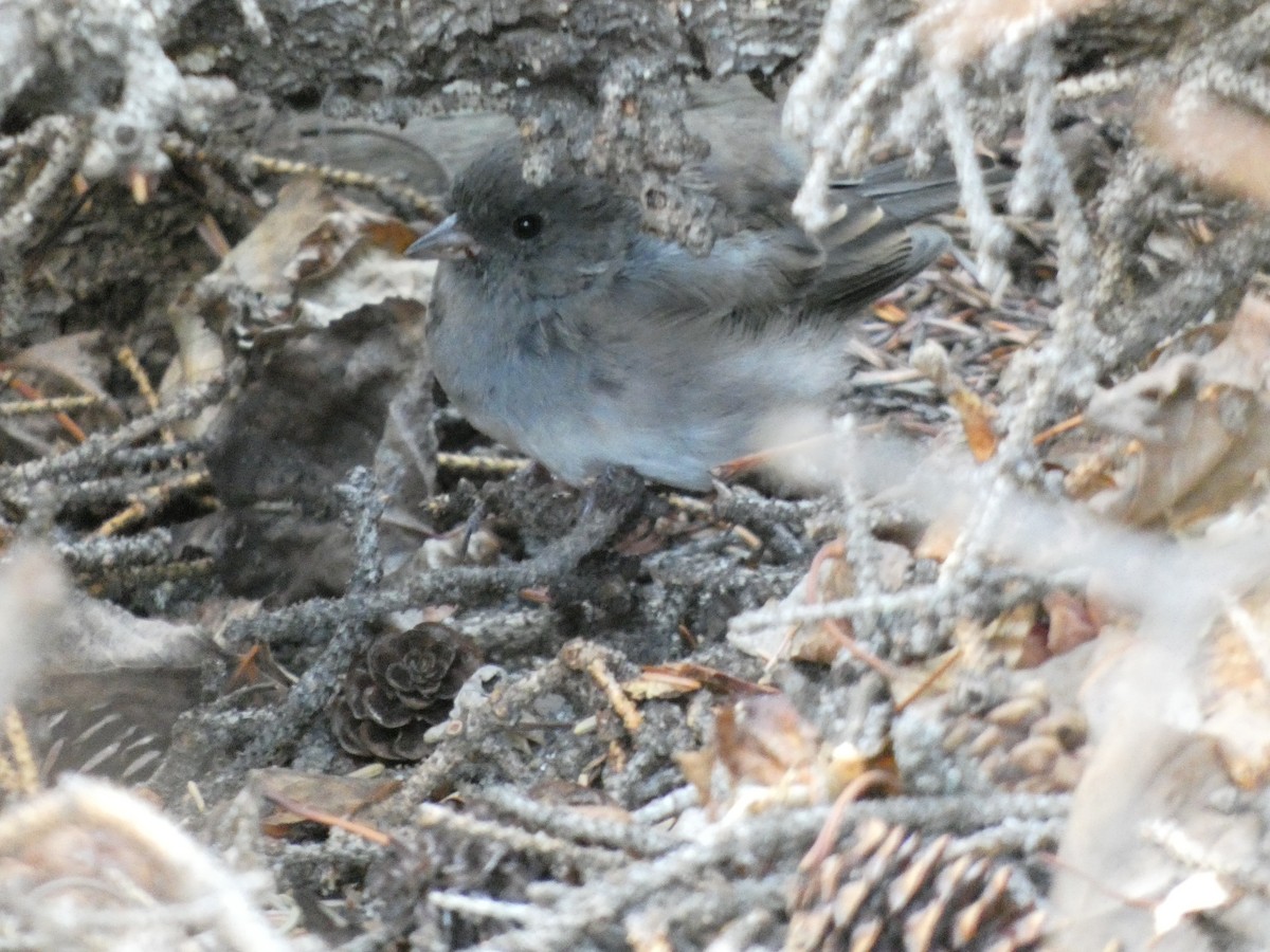 Dark-eyed Junco (Slate-colored) - ML623445003
