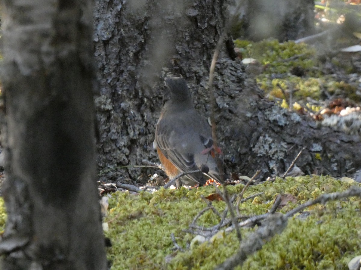 American Robin - ML623445006