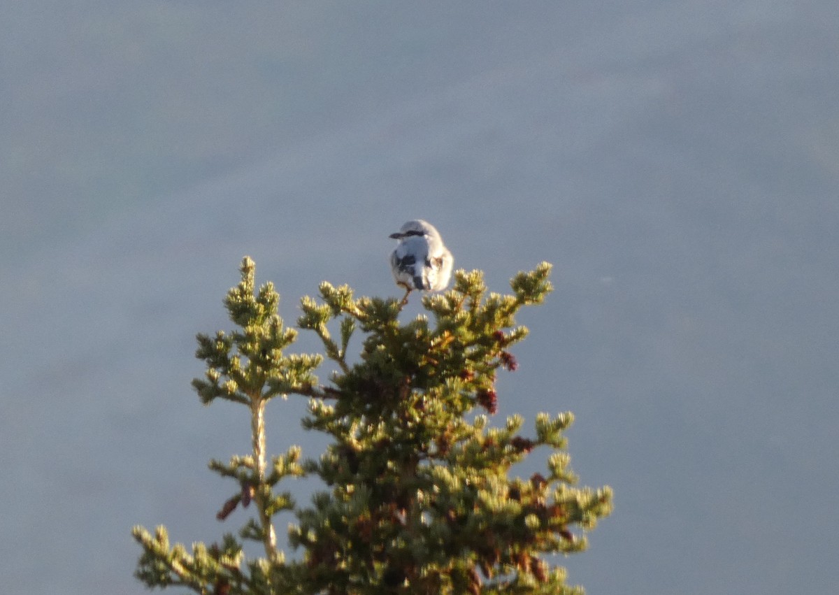 Northern Shrike - ML623445039