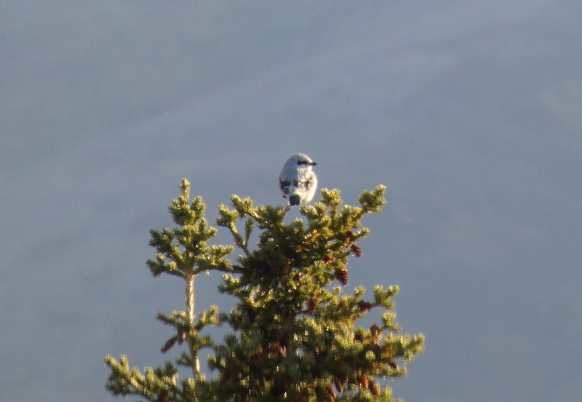 Northern Shrike - ML623445040