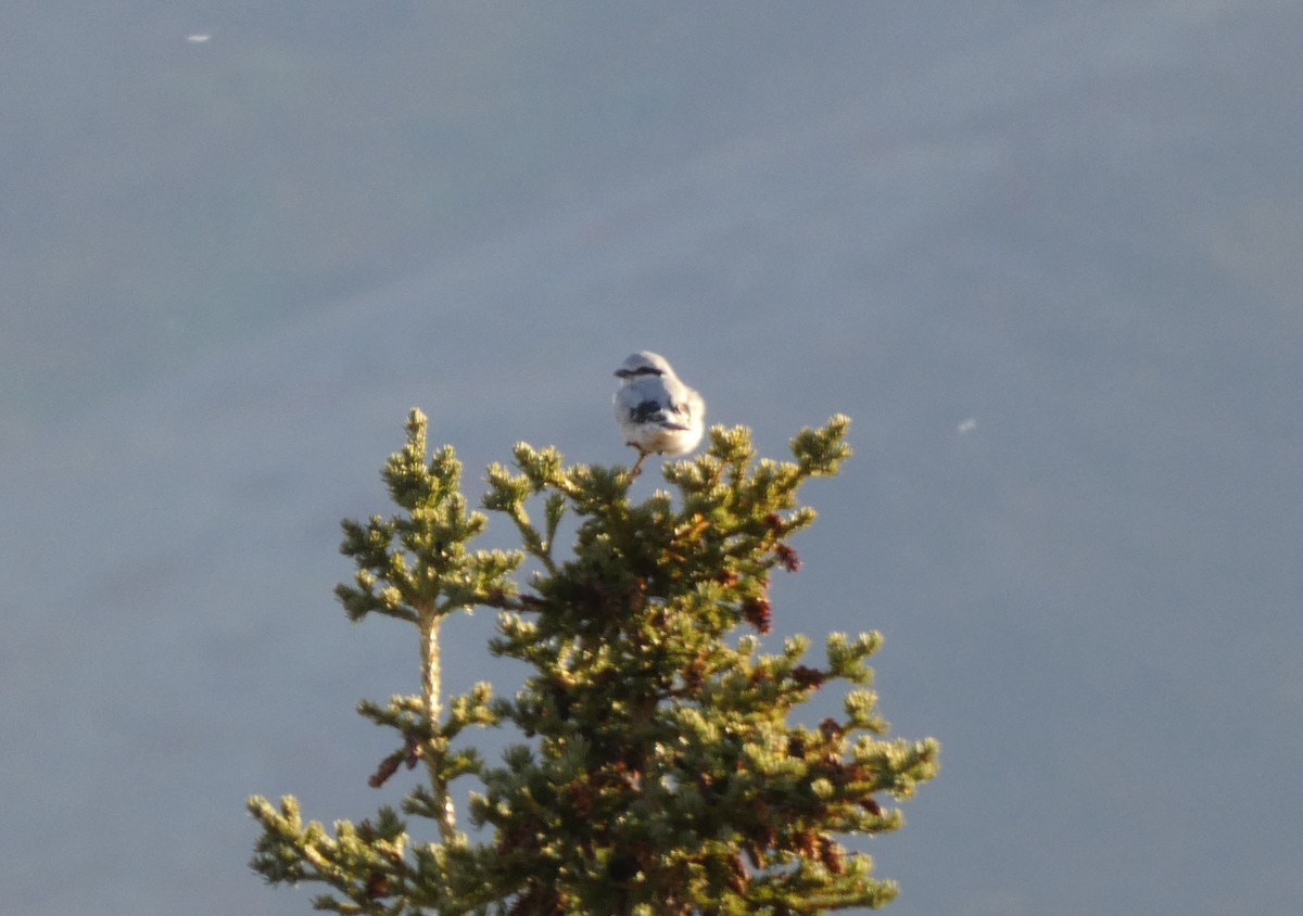 Northern Shrike - ML623445042