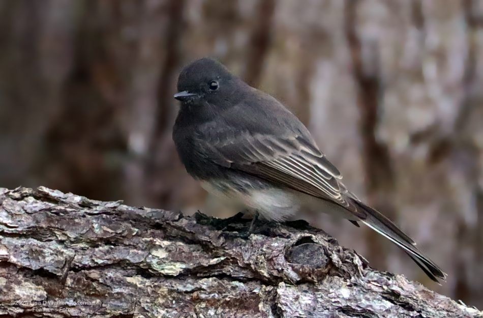 Black Phoebe - ML623445076