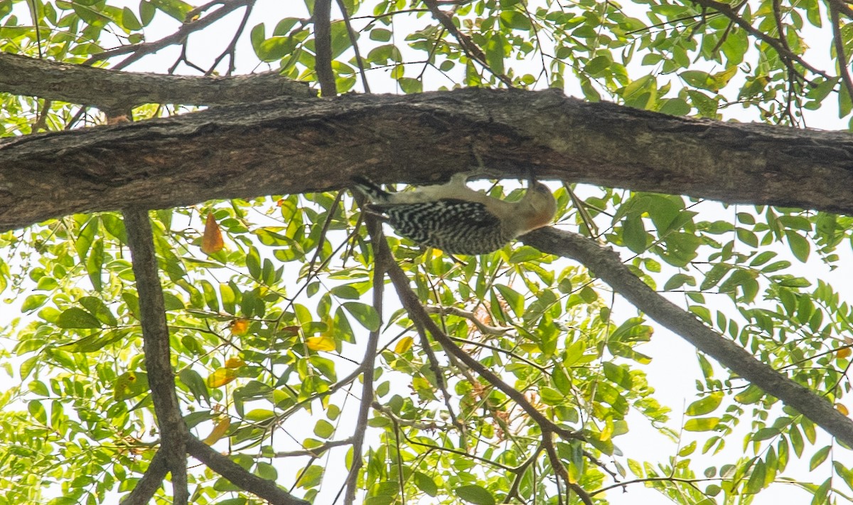 Red-crowned Woodpecker - ML623445082